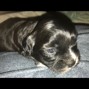 Meet your Posher, Dalane